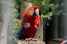 Wildlife & Waterways: Jaguar Rescue & Tortuguero Canals Tour