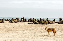 Namib Desert: Pink Salt Lakes, Seal Colony, Moon Valley and Dunes