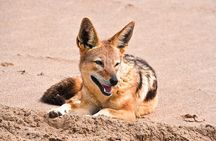 Namib Desert: Pink Salt Lakes, Seal Colony, Moon Valley and Dunes