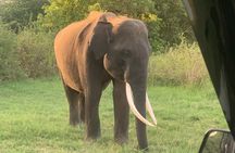 Minneriya National Park Shared 4WD Adventure