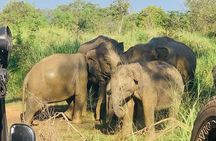 Minneriya National Park Shared 4WD Adventure