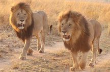 3 Days Tsavo East National Park and Taita Hills Kenya Safari