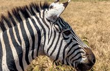 A Private Day Trip in Tarangire National Park 