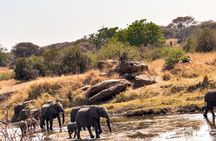 A Private Day Trip in Tarangire National Park 