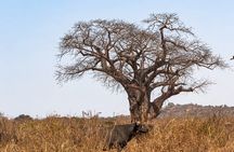 A Private Day Trip in Tarangire National Park 