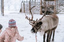 Private Reindeer Farm Tour to Feed Reindeer and Learn Traditions