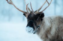 Private Reindeer Farm Tour to Feed Reindeer and Learn Traditions