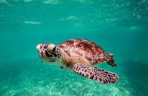 Tulum & Akumal: Swim with Turtles from Riviera Maya