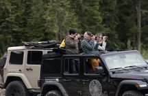 Whistler Bear Tour