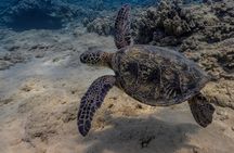 Two Tank Wreck and Drift Dive in Oahu