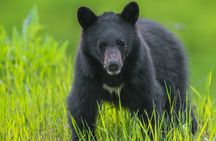 Whistler Bear Tour