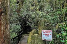 Haruru Waterfalls and Glow Worm Caves Tour