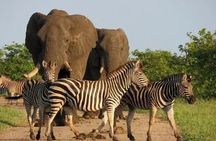 Safari adventure in Quiçama