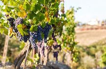 From Florence Chianti Wine Tour with Tastings Half Day