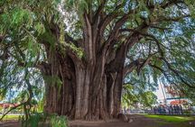Private Cultural Oaxaca Tour to Hierve el Agua by Car