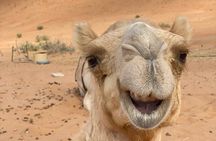 3 Days Experience Oman Nature and culture with an Omani Guide-4WD