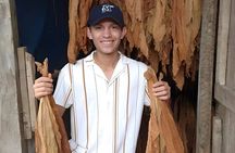 Learn the Art of Making a Cigar