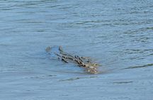Jungle Boat Safari in Palo Verde National Park