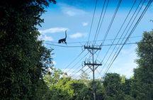 Jungle Boat Safari in Palo Verde National Park