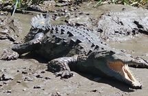 Jungle Boat Safari in Palo Verde National Park