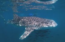 Open Ocean Safari: looking for orcas, dolphins & more