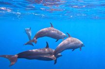 Open Ocean Safari: looking for orcas, dolphins & more