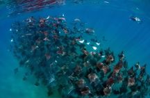 Open Ocean Safari: looking for orcas, dolphins & more