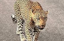 Kruger Park Sunset Drive