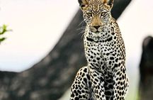 Kruger Park Sunset Drive