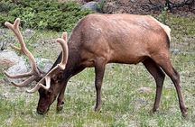 Rocky Mountain National Park - Private Sightseeing Tour