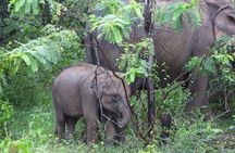 Best Value Yala Safari: Spot Leopards, Elephants & Bears (Shared)