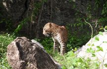 Best Value Yala Safari: Spot Leopards, Elephants & Bears (Shared)