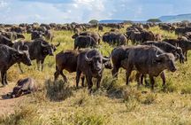 7 Day Budget Safari Maasai Mara Nakuru Naivasha and Amboseli
