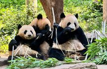 One Day Chengdu Itinerary Panda and Buddha Adventure