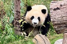 One Day Chengdu Itinerary Panda and Buddha Adventure