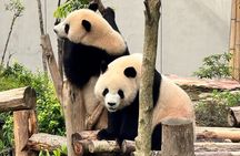 One Day Chengdu Itinerary Panda and Buddha Adventure
