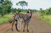 Nairobi National Park Half Day Guided Tour