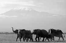 4 Days Tsavo East Amboseli and Tsavo West Safari from Diani