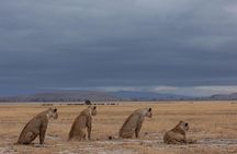 4 Days Tsavo East Amboseli and Tsavo West Safari from Diani