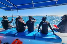 Swim with Whale Sharks in La Paz