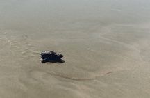 Tour of Ostional Beach Turtles