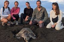 Tour of Ostional Beach Turtles