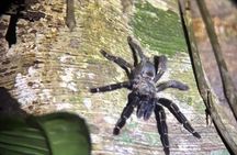 La Fortuna Educational Night Walk