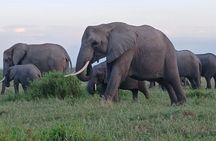 Two days Maasai Mara guided tour