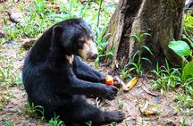 Sandakan Private City Tour, Orangutan, Sun Bears and Rainforest
