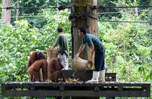 Sandakan Private City Tour, Orangutan, Sun Bears and Rainforest