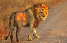 Aquila Game Reserve Safari Day Tour from Cape Town