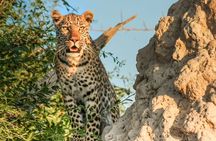 Aquila Game Reserve Safari Day Tour from Cape Town