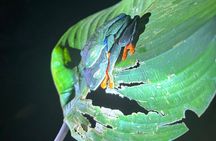 La Fortuna Educational Night Walk