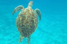 Caye Caulker 3 Stops Belize Barrier Reef Snorkeling Adventure